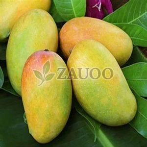 Farm Fresh Kesar Mango