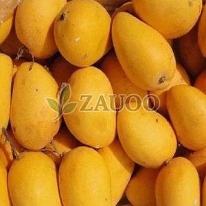 Fresh Banganapalli Mango