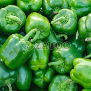 Fresh Green Capsicum