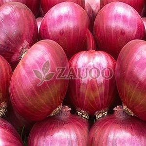 fresh red onion