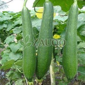 Fresh Sponge Gourd
