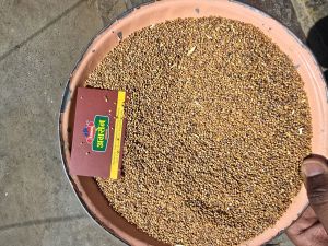Rape Seeds