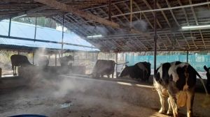 Dairy Farm Cooling System