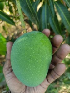 Fresh Alphonso Mangoes