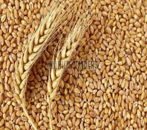 Wheat Seed
