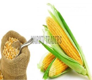 Yellow Maize Seed