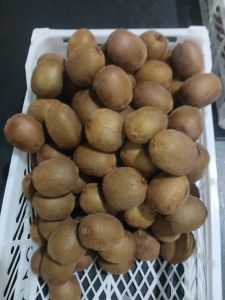 A Grade Fresh Kiwi