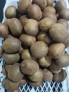 A Grade Fresh Kiwi