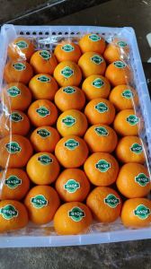 A Grade Fresh Orange
