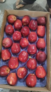 Washington Red Delicious Apples