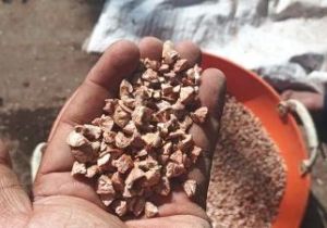 Diamond Cut Areca Nuts