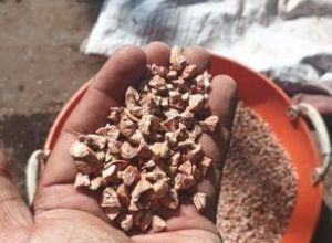 Diamond Cut Areca Nuts