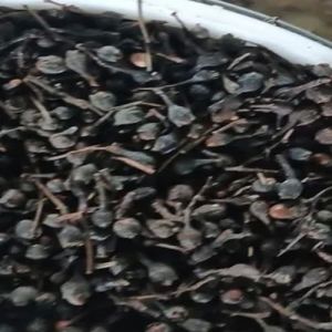Dried Black Nagkesar