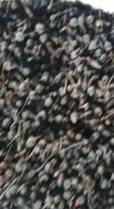 Dried Black Nagkesar