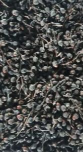Dried Black Nagkesar