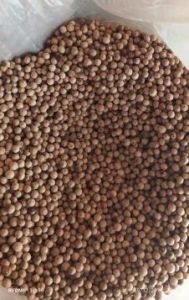 Organic White Pepper Seeds