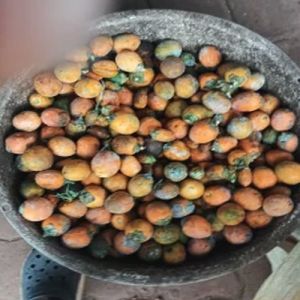 Raw Betel Nuts