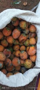Raw Betel Nuts