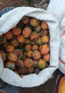 Raw Betel Nuts