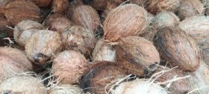Semi Husked Coconut