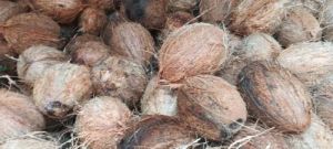 Semi Husked Coconut