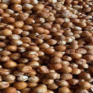 Whole Areca Nuts
