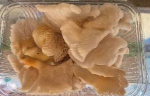 Dry Oyster Mushroom