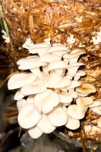 Oyster Mushroom Spawn