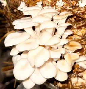 Oyster Mushroom Spawn