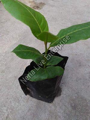 Almond Grafted Plant