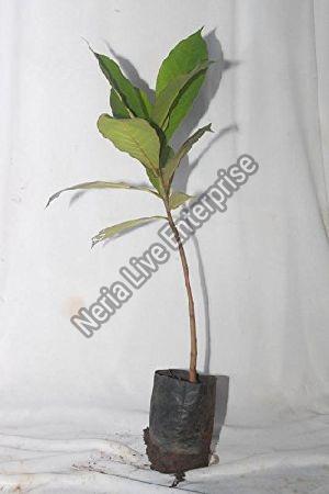 Almond Grafted Plant