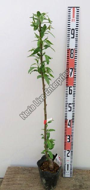 Almond Grafted Plant