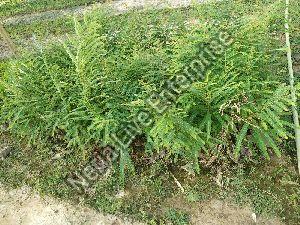 Amla Plant