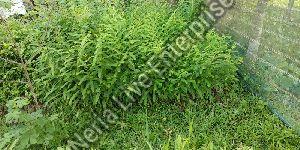 Amla Plant