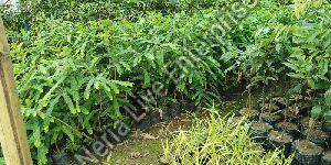 Amla Plant
