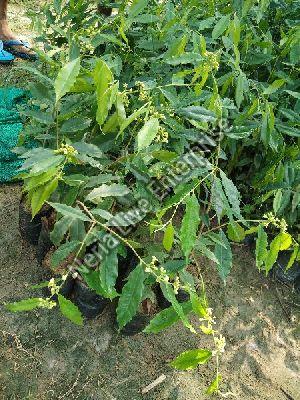 Aquilaria Malaccensis Plant