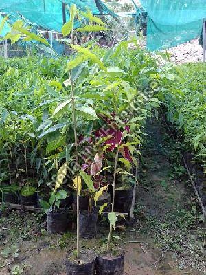 Aquilaria Malaccensis Plant