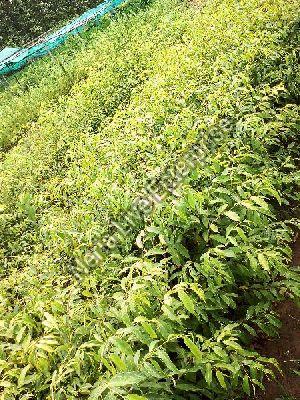 Aquilaria Malaccensis Plant
