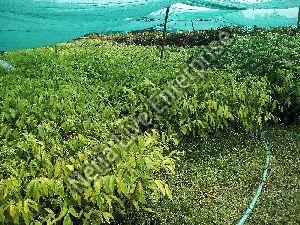 Aquilaria Malaccensis Plant