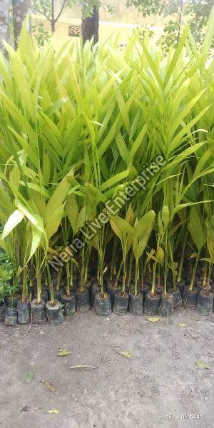 Areca Nut Plant