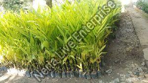 Areca Nut Plant