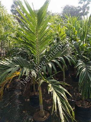 Areca Nut Plant