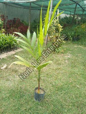 Areca Nut Plant