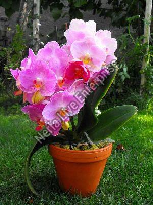 Artificial Orchids Plant