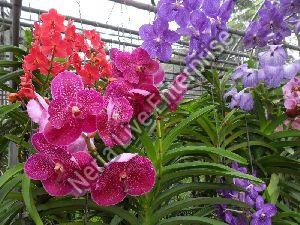 Artificial Orchids Plant