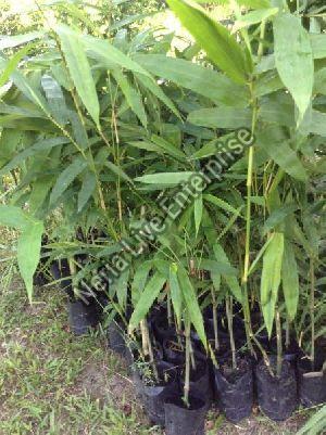 Bamboo Balccoa Plant
