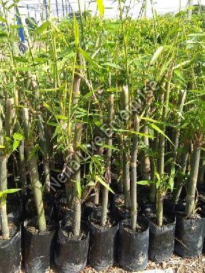 Bamboo Balccoa Plant