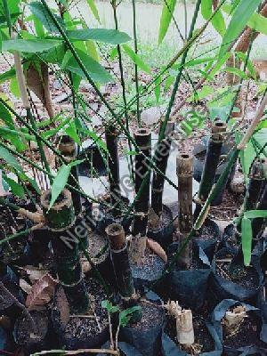 Bamboo Balccoa Plant