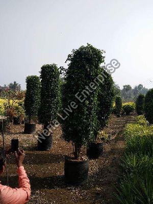Black Ficus Plant