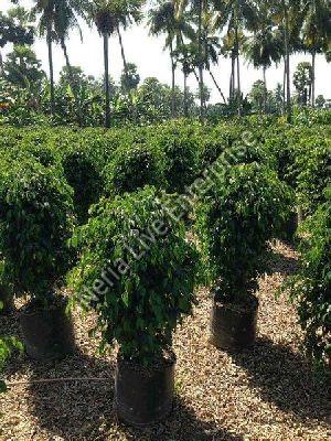 Black Ficus Plant